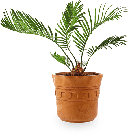 Palme im Topf