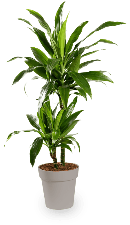 Palme