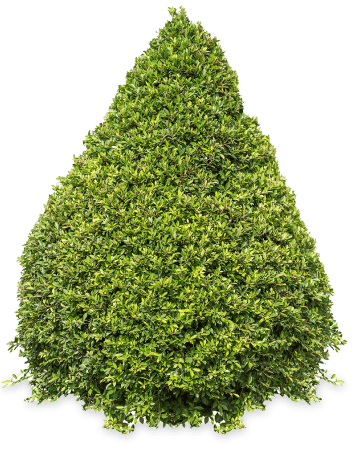 Hecke