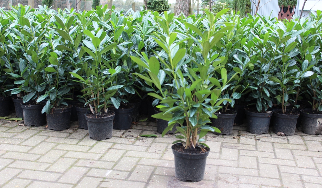 (Prunus Ems-Garten | Novitas) Onlineshop Novita Kirschlorbeer