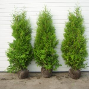 15 Thuja Brabant 140 – 160 cm Ballenware