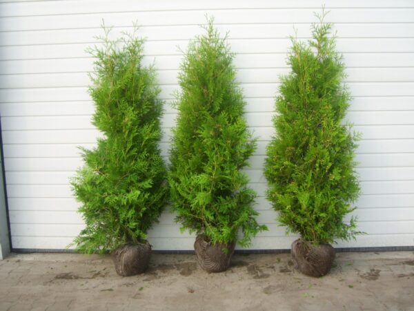 15 Thuja Brabant 140 – 160 cm Ballenware