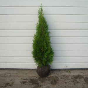 Thuja Smaragd - Edelthuja