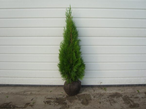 Thuja Smaragd - Edelthuja