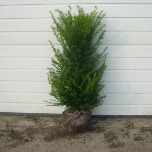 Taxus baccata