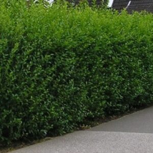 Liguster - Ligustrum ovalivolium