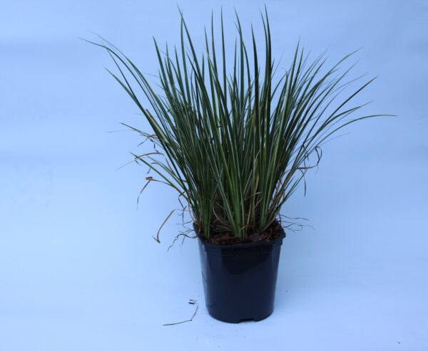Grasartiger Kalmus - Acorus Argenteostriatus