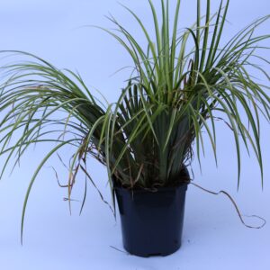 Zweifarbiger Zwergkalamus - Arcorus Ogon