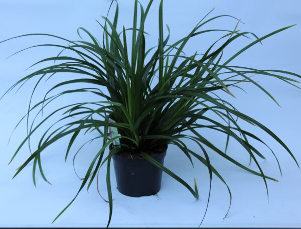 Segge grünblättrig - Carrex morrowii Irish green