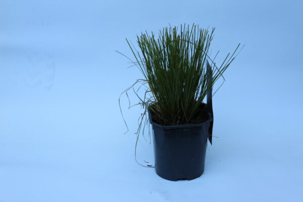 Rote Gartensegge - Prairiefire - Carrex testacea