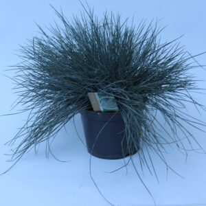 Festuca glauca Elijah