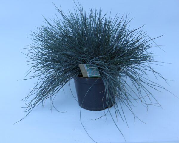 Festuca glauca Elijah