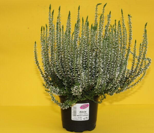 Heide - Calluna vulgaris in Weiß
