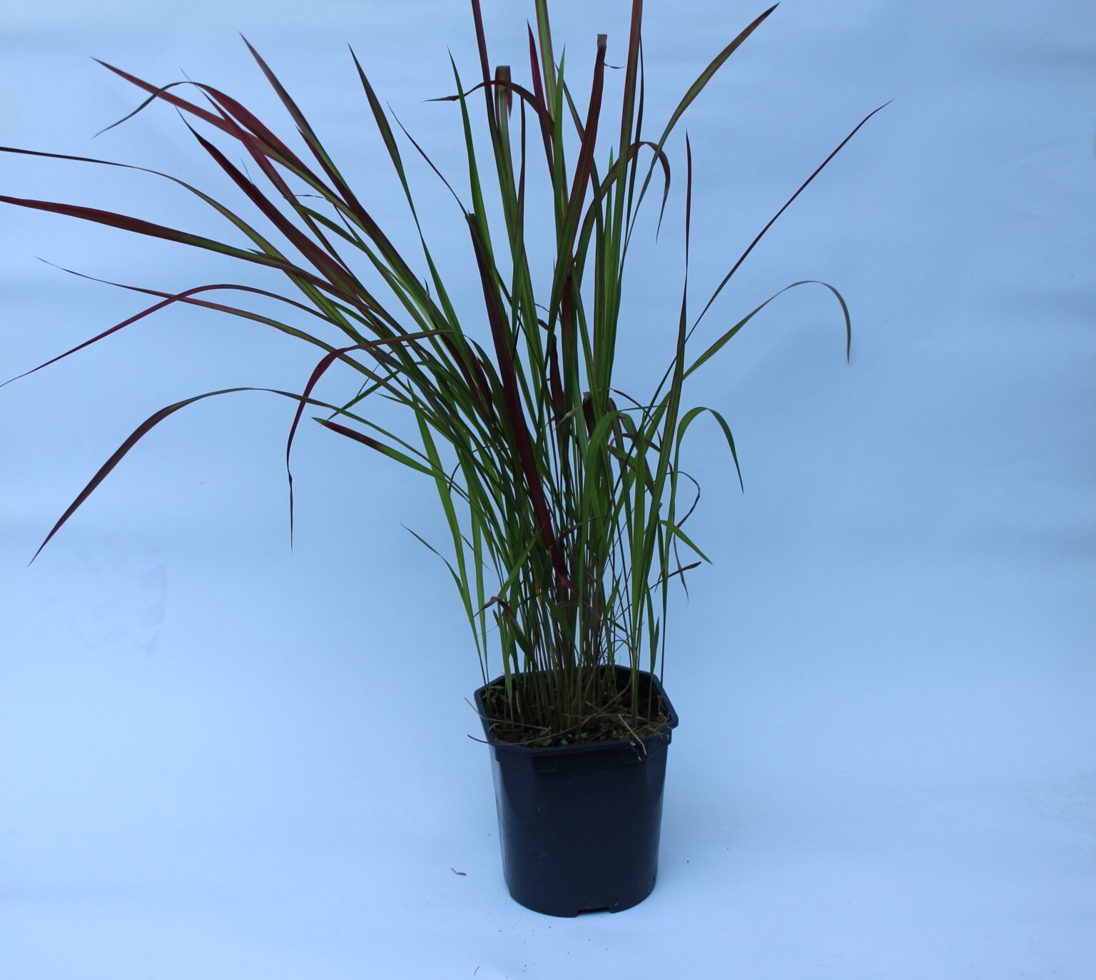 Blutgras - Imperate cylindrica - Red Baron | Ems-Garten Onlineshop