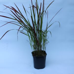 Imperata cylindrica Red Baron