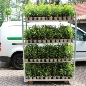 Gartencenter Lingen - Nur Abholung