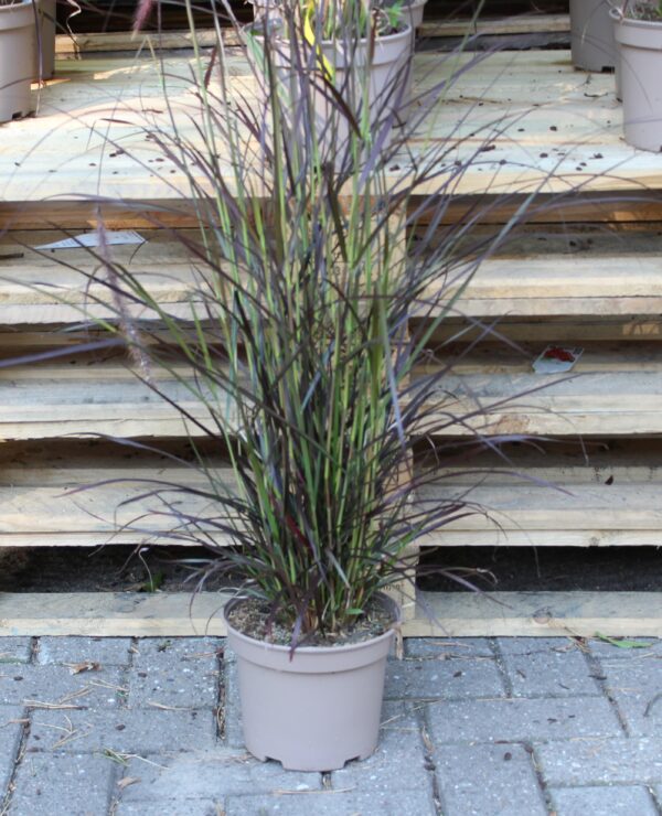Panisetum advena Rubrum Federborstengras
