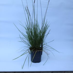 Sesleria autumnalis Lampenputzer