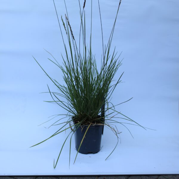 Sesleria autumnalis Lampenputzer