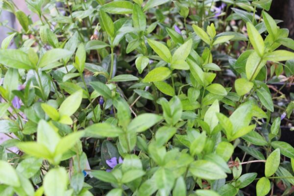 Kleinblättriger immergrüner Bodendecker - Vinca minor