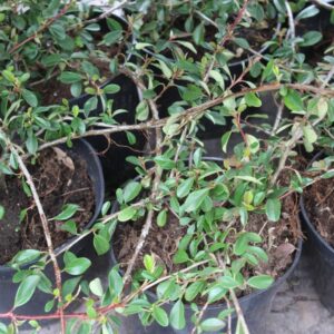 Immergrüner, trittfester Bodendecker - Cotoneaster dammeri