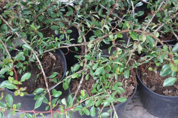 Immergrüner, trittfester Bodendecker - Cotoneaster dammeri
