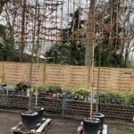 Carpinus betulus Spalier EmsGarten Bestellen Sie jetzt!