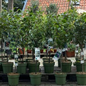 Obstbäume