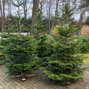 Nordmanntanne - Weihnachtsbaum